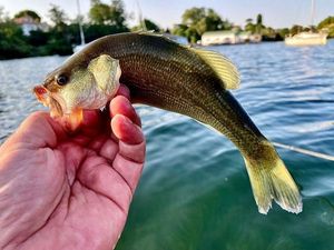 Largemouth Bass
