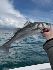 European Bass (Seabass)