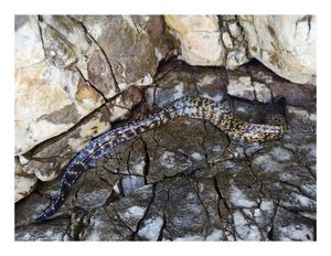 Mediterranean Moray