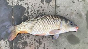 Common Carp