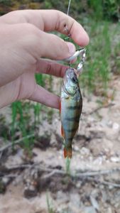 European Perch