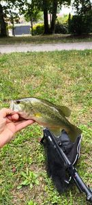 Largemouth Bass