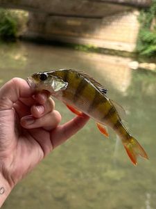 European Perch