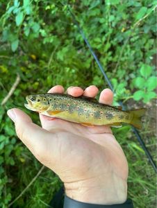 Brown Trout