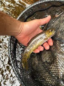 Rainbow Trout
