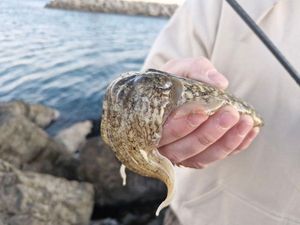 Common Cuttlefish