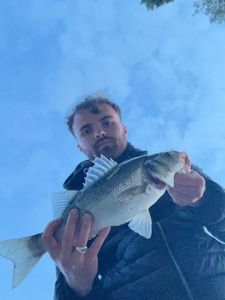European Bass (Seabass)