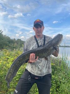 Catfish