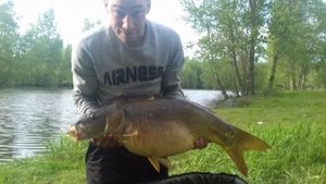 Mirror Carp