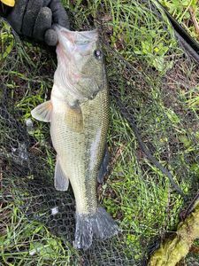 Largemouth Bass