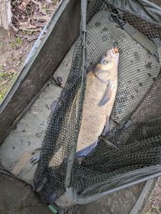 Blue Bream