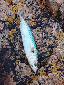 Mackerel