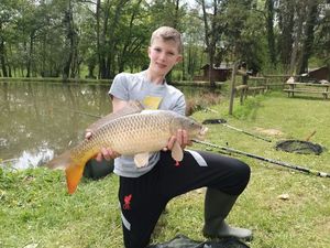 Common Carp