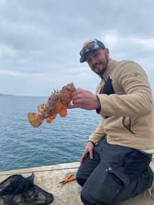 Red Scorpionfish
