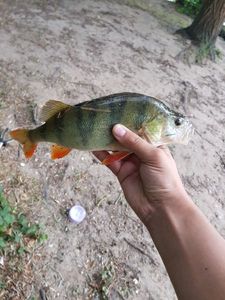 European Perch