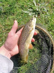 Brown Trout