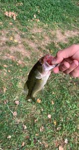 Smallmouth Bass