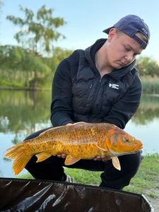 Koï Fish
