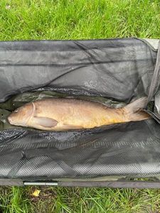 Leather Carp