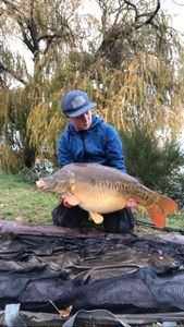 Mirror Carp