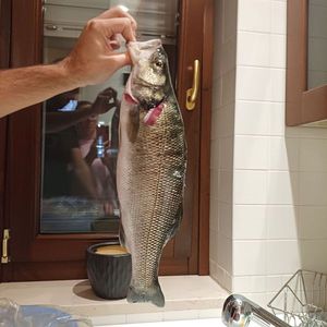spigola