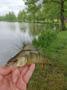 European Perch