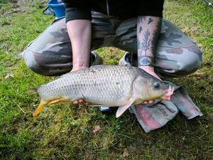 Common Carp