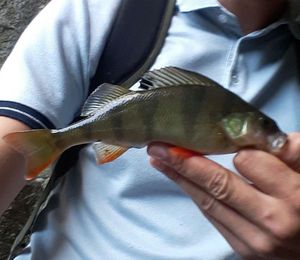 European Perch