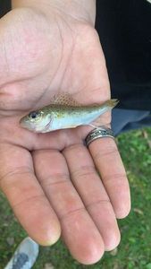 Zander