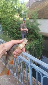 European Perch
