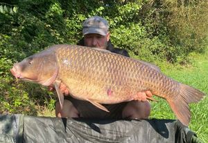 Common Carp