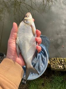 Common Bream