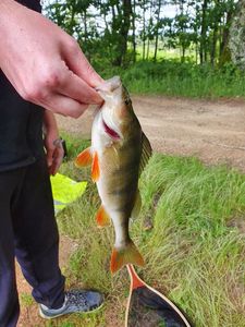 European Perch