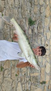 Zander