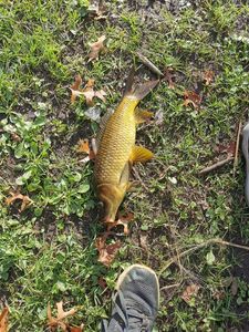 Common Carp