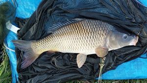 Common Carp