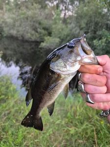 Smallmouth Bass