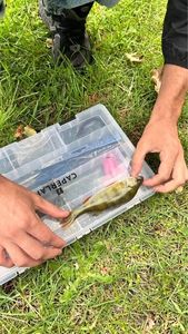 European Perch