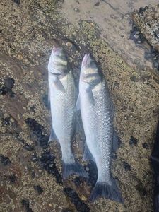 European Bass (Seabass)