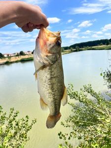 Largemouth Bass