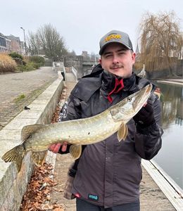 Northern Pike