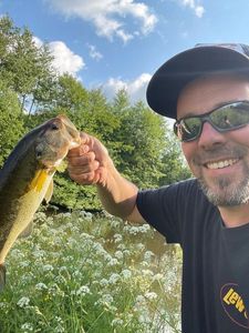 Largemouth Bass