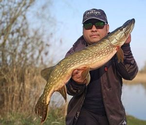 Northern Pike
