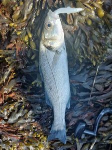 European Bass (Seabass)