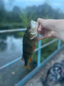 European Perch