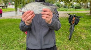 Crucian Carp
