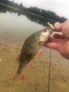European Perch