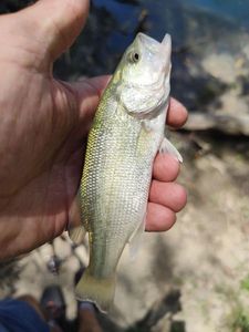 Largemouth Bass