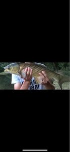 Grass Carp