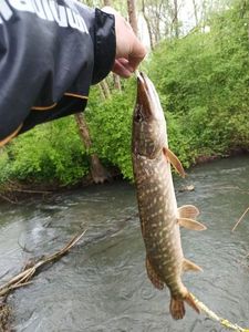 Northern Pike